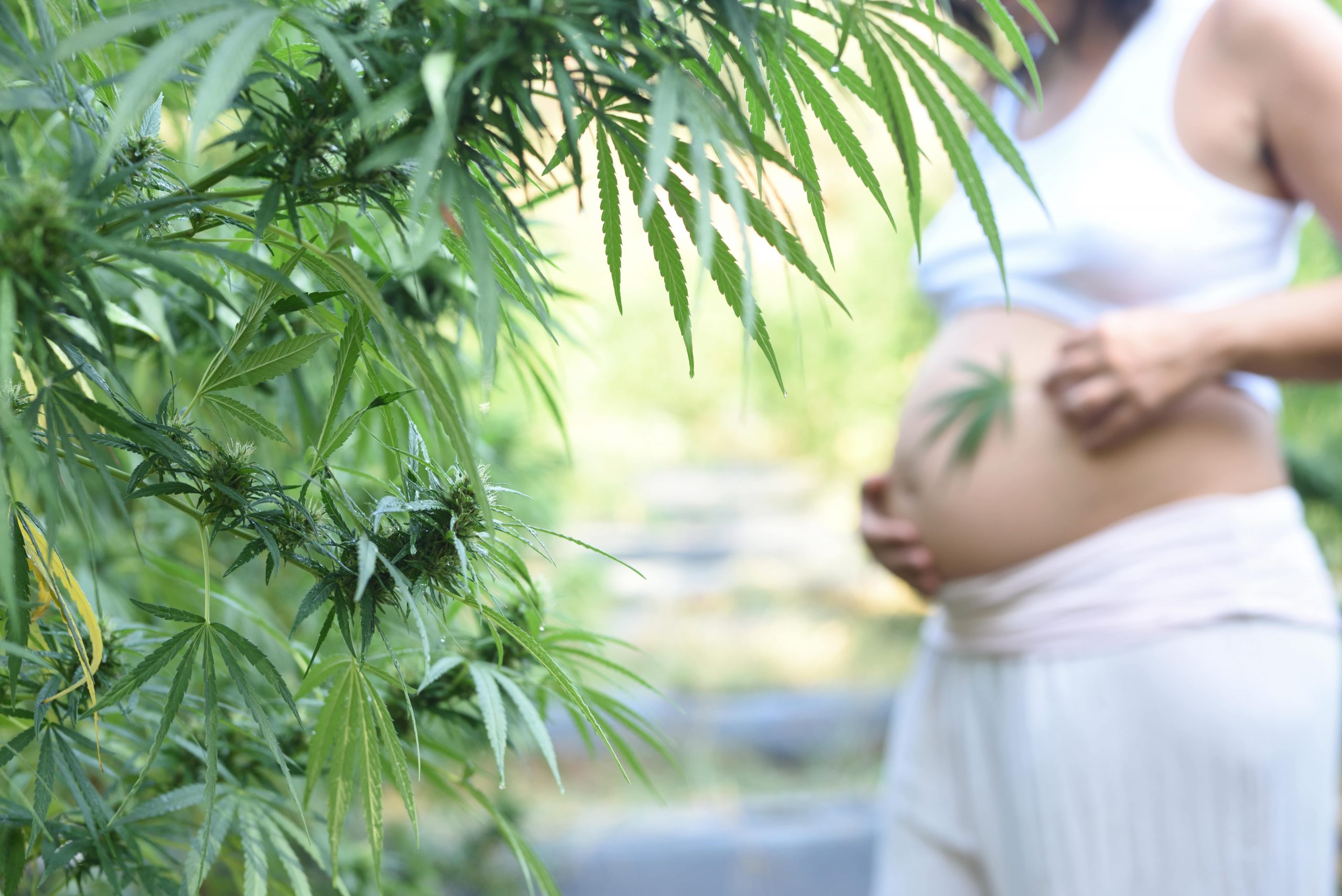 cannabis-and-pregnancy